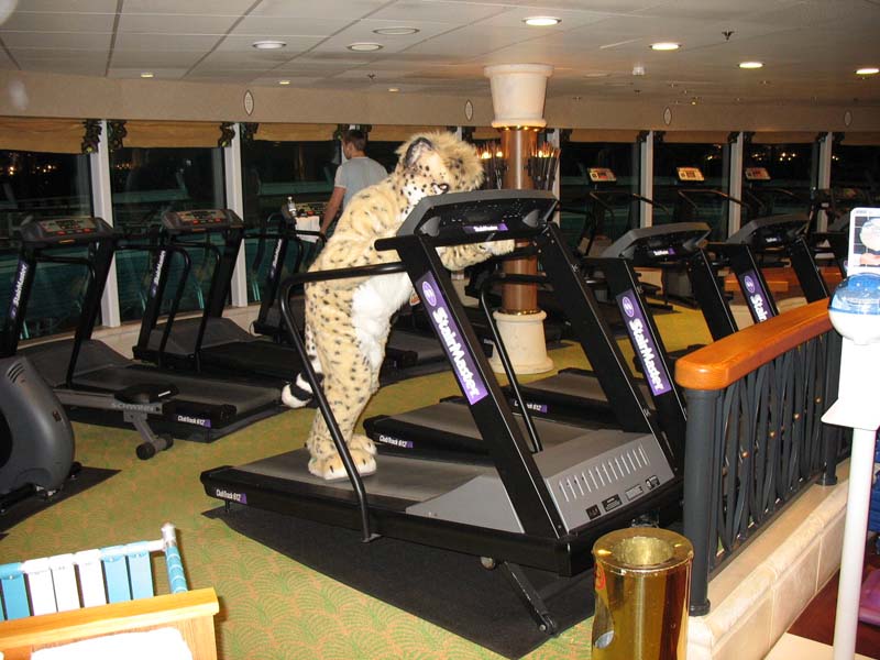 100 cosmo treadmill.jpg